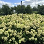 Hortenzia metlinatá (Hydrangea paniculata) ´LIVING LITTLE PASSION´® by LIVING CREATIONS® výška 20-30 cm, kont. C1,5L